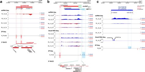 Transcript Models And Their 3′ Ends Of Annotated Genes Putative Download Scientific Diagram