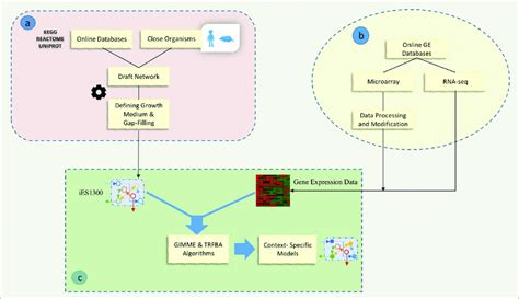 Schematic Representation Of A Step By Step Genome Scale Metabolic Download Scientific Diagram