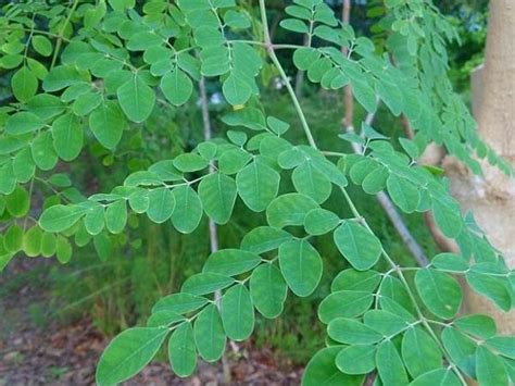 Beauty Benefits Of Drumstick Leaves Boldsky