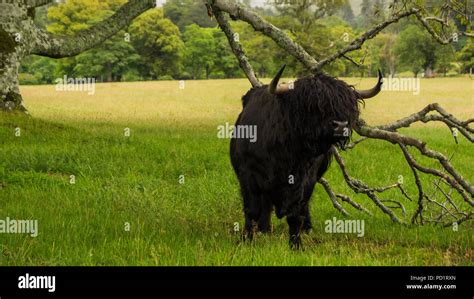 Black highland cattle hi-res stock photography and images - Alamy