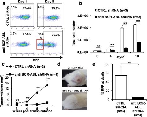 Establishment Of A BCR ABL Dependent Monogenic Xenotransplantation CML