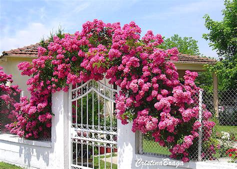 Tipos De Trepadeiras Flores E Folhagens