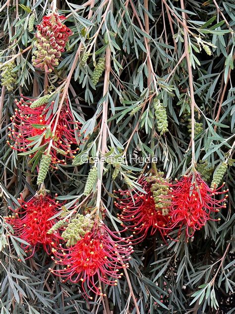 Weeping Grevillea Ruby Red By Graeme Hyde Redbubble