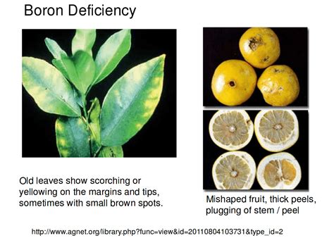 My Citrus Leaves Look Like This Is It Nutrient Deficiency Ask The Green Genie