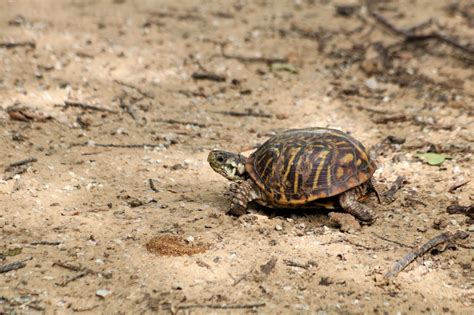 Ornate Box Turtle Walking In Sand Free Stock Photo Public Domain Pictures