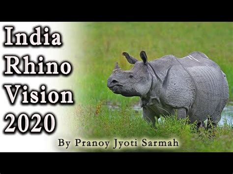 India Rhino Vision 2020 Indian Javan And Sumatran Rhino YouTube