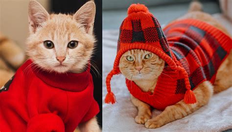 Pilihan Bahan Baju Kucing Yang Nyaman Simak Juga 7 Modelnya