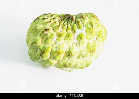 Custard Apple Tree Cherimoya Fruit Tree Sugar Apple Sweet Sop