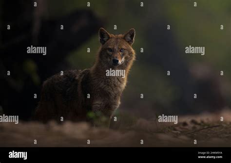 Indian Golden Jackal Stock Photo Alamy