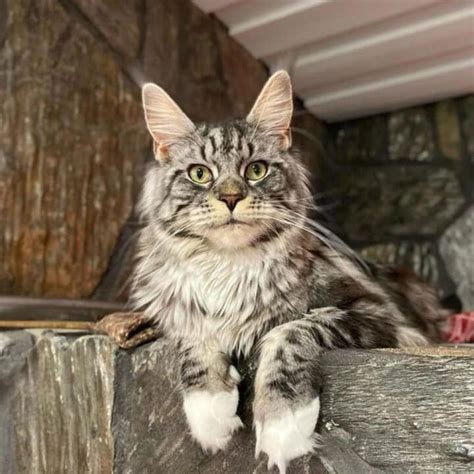 17 Silver Tabby Maine Coon Cats Youll Love