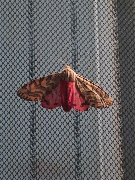 I Saw This Moth On My Door In Western Colorado Can Anyone Identify It