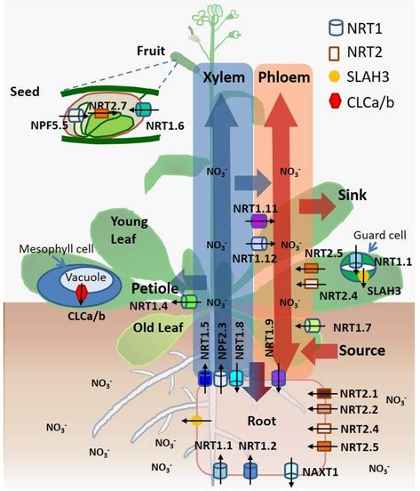 Dancing With Hormones A Current Perspective Of Nitrate Signaling And