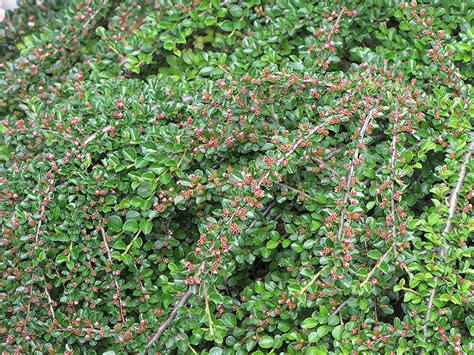 Ground Cotoneaster (Cotoneaster horizontalis) in Boston Hopkinton Chelmsford Massachusetts MA at ...