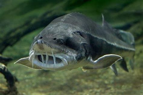 A Large Fish With Its Mouth Open And Teeth Wide Open Swimming In The Water