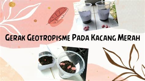 Video Praktikum Ipa Gerak Geotropisme Negatif Pada Kacang Merah Youtube