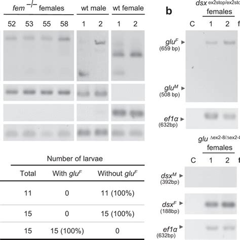 The Onset Of Sex Specific Splicing In Embryos And The Tissue Specific