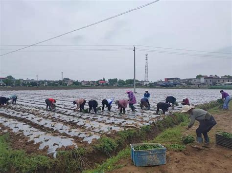 安徽东至县大渡口镇：辣椒基地春种忙 乡村振兴奏华章凤凰网安徽凤凰网