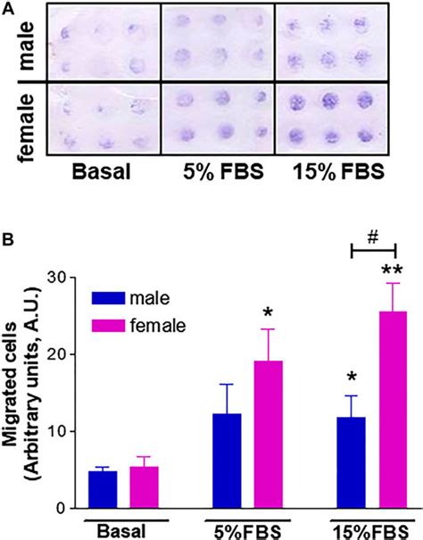 Frontiers Sex Differences In The Pro Angiogenic Response Of Human