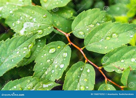 Hojas Verdes Brillantes Con Gotas De Lluvia Foto De Archivo Imagen De Sombra Ambiente 156073252