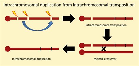 Chromosome Insertion