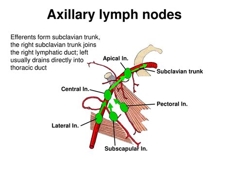 Subscapular Lymph Node Swelling Anatomy Shoulder And Upper Limb