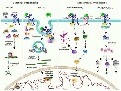 Frontiers The Emerging Mechanisms Of Wnt Secretion And Signaling In