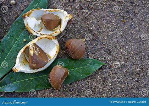 Crabwood Tree Seed Or Andiroba Seed Carapa Guianensis On Soil Rio