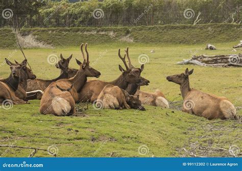 Herd of Caribou in Alaska Preserve Stock Photo - Image of conservation ...