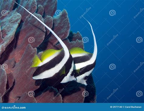 Red Sea Bannerfish Royalty Free Stock Photography