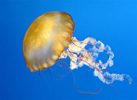 Pacific Sea Nettle Photograph by Dave Mills | Pixels