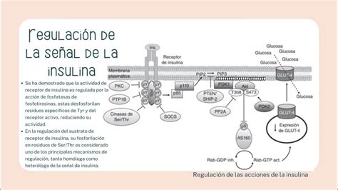 Mecanismos Moleculares De La Resistencia De La Insulina Youtube