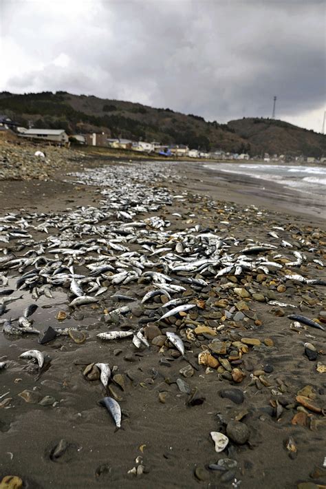Tonnes of dead fish mysteriously washed up in northern Japan - CGTN