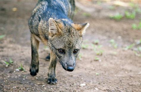 Crab Eating Fox Photograph By John Devriesscience Photo Library Pixels