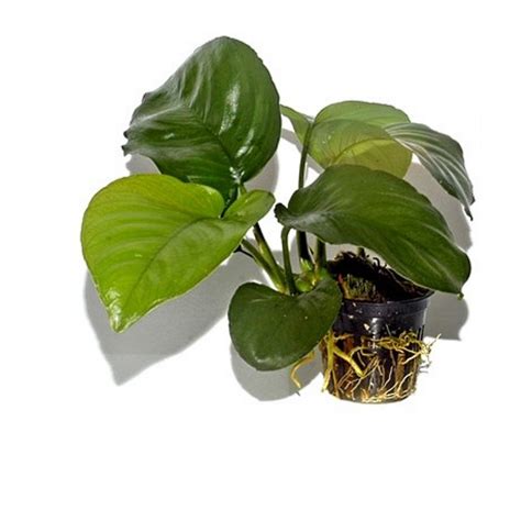 Anubias Barteri Caladiifolia Pot Tropica Professional Fish Keepers