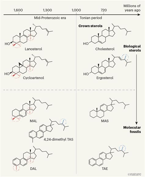 Infancy Of Sterol Biosynthesis Hints At Extinct Eukaryotic Species