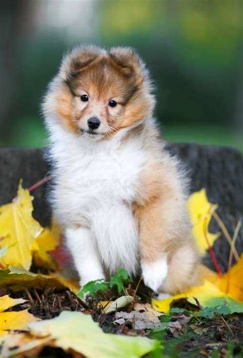 Stunning Nice Fluffy Sable White Shetland Sheepdog Puppy Stock Photo