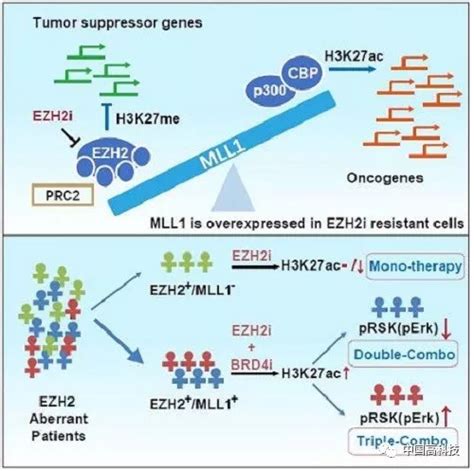 前沿科技 中科院科学家合作研究发现肿瘤表观遗传靶点ezh2调控新模式及个性化治疗新策略2抑制剂