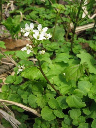 Eutrema japonicum - EcuRed