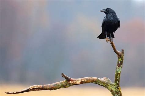 Burung Gagak Pertanda Apa Homecare24