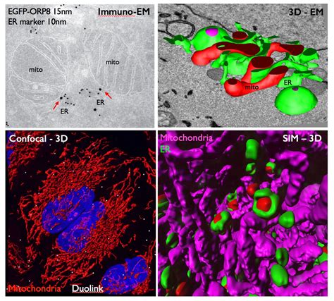 Page Equipe Giordano Institute For Integrative Biology Of The Cell