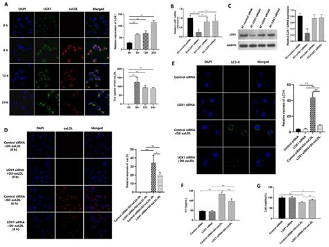 The Role Of Lox1 In Ox Ldl Induced Ec Autophagy N 3 A The