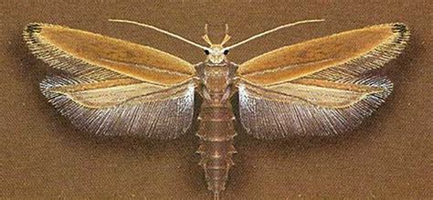 Angoumois Grain Moth