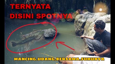 Mancing Udang Di Sungai Sensasi Strike Bertubi Tubi Mantap Youtube