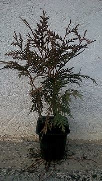 Западна туя Глобоза ''Thuja Occidentalis Globosa''
