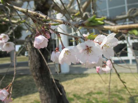 桜の花が咲きました！！ 常滑市青海市民センター（青海公民館）