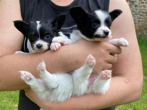 Chiots de race Épagneul Nain Continental Papillon à vendre 1 femelle