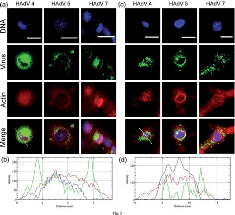 Primary Murine Neurons As In Vitro Model For Studying Neuroinfections