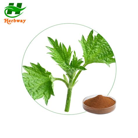 High Quality Plant Extract Kosher Halal Fssc Haccp Certified Nettle