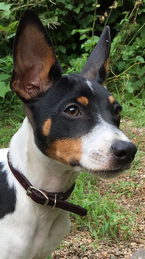 Rat Terrier Breed Information Guide 15 Things To Know About Rat