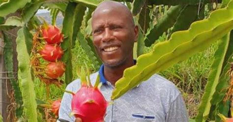 Meru Farmer Makes Over Ksh 2m Per Acre From Dragon Fruits Ke